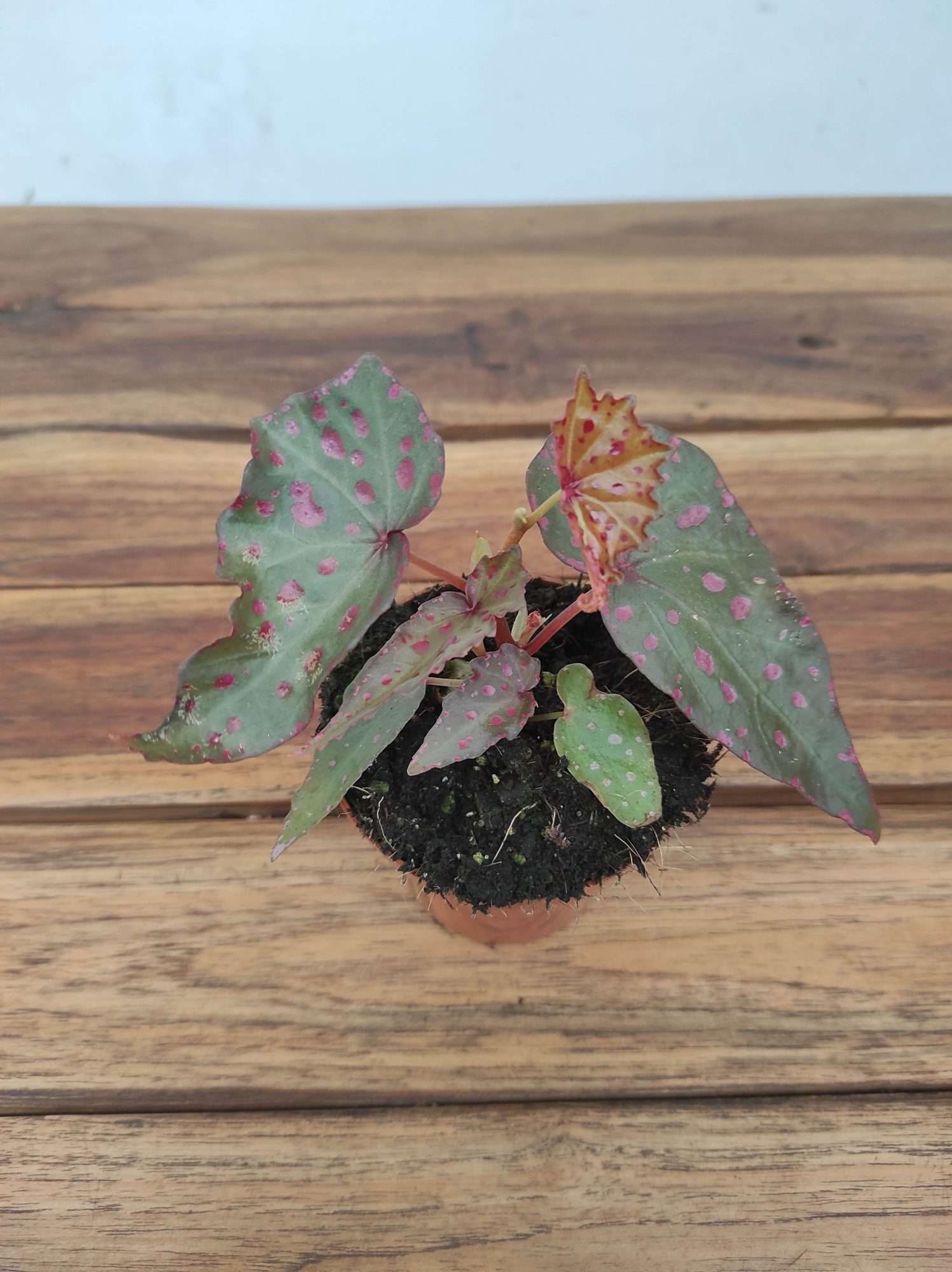 Begonia 'Special' V.8