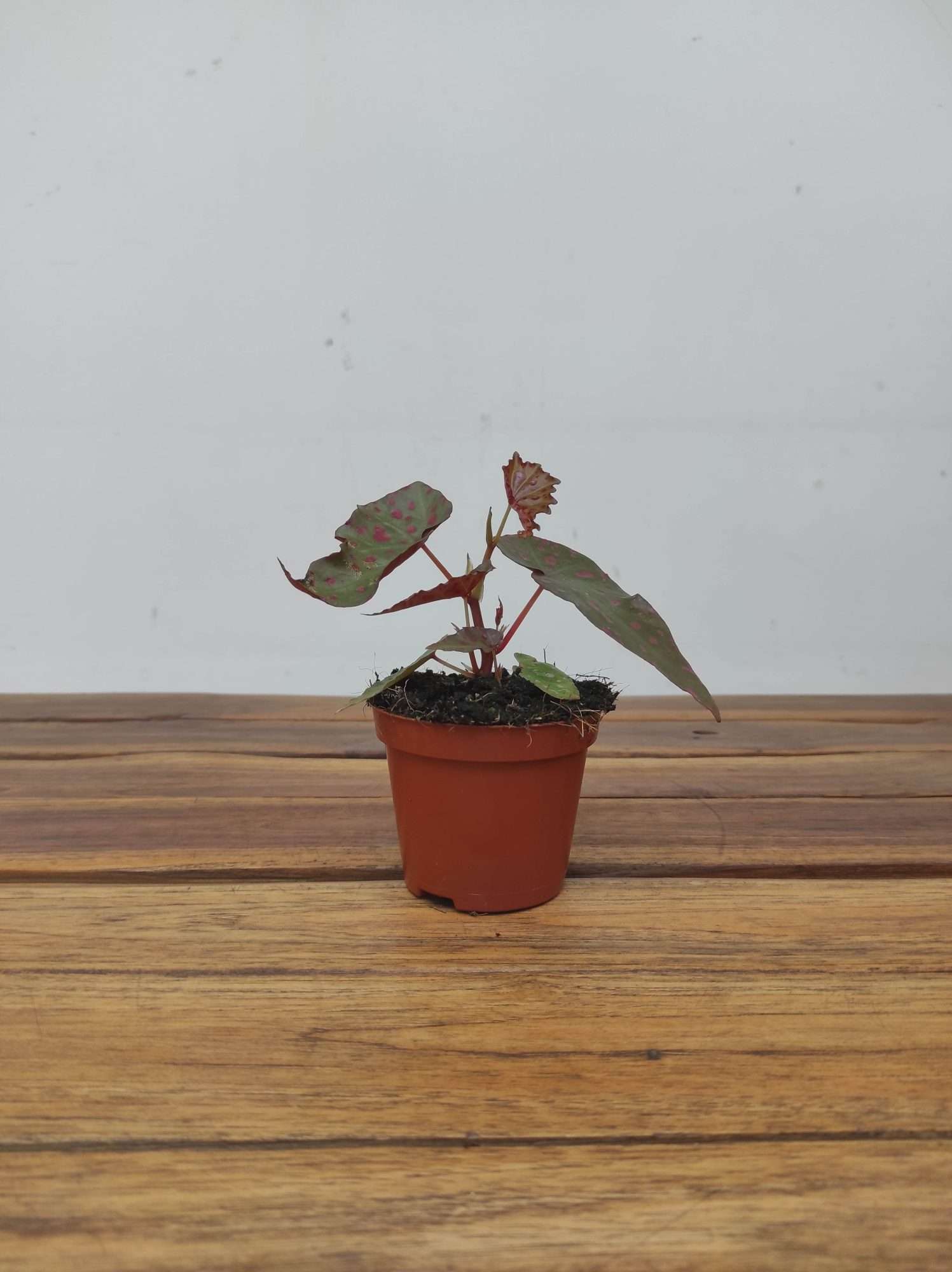 Begonia 'Special' V.8 - Image 2