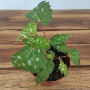 Begonia 'Special' V.8