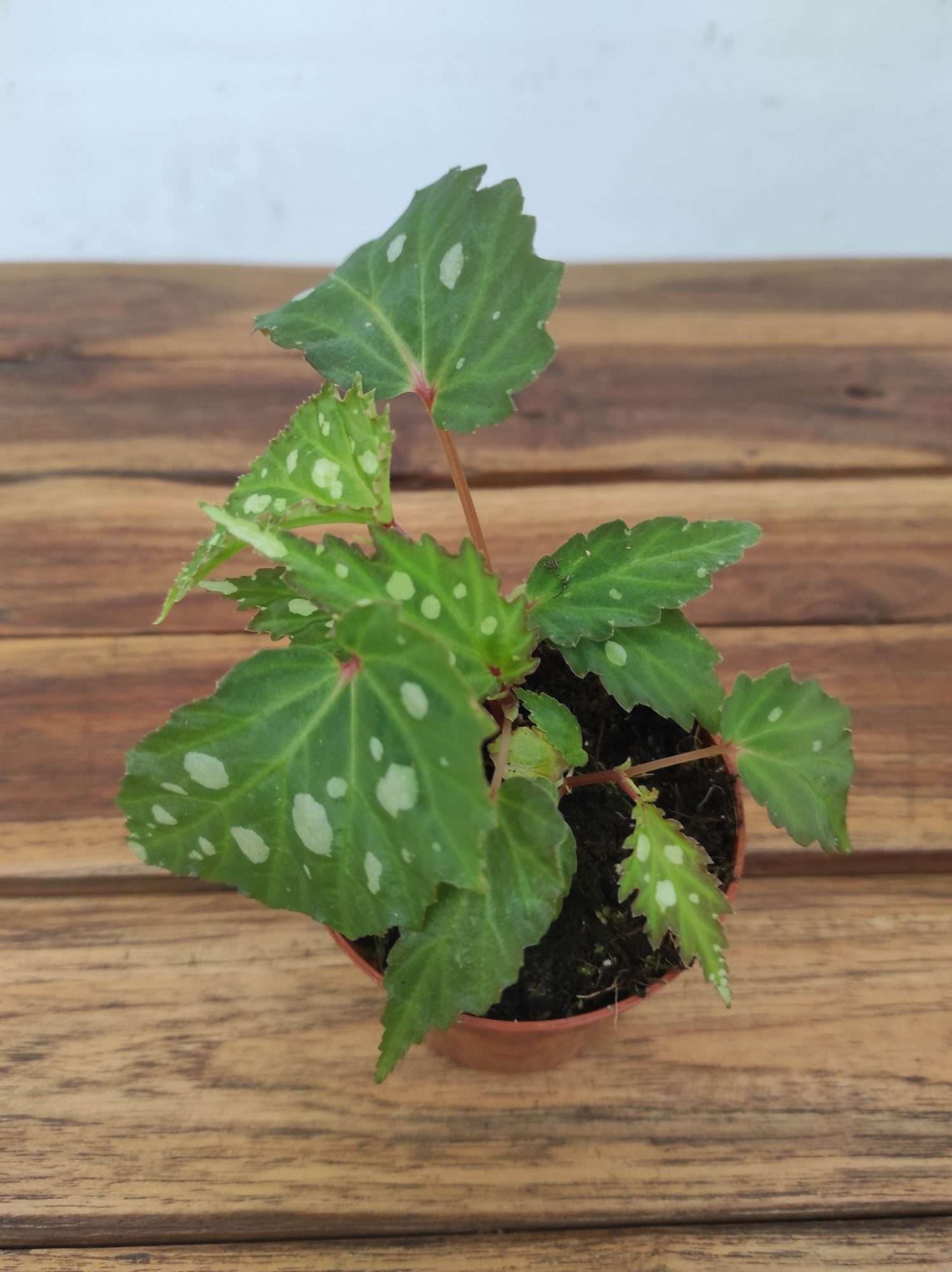 Begonia 'Special' V.8