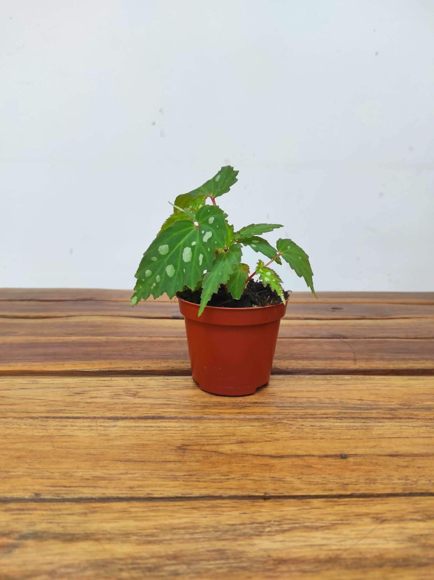 Begonia 'Special' V.8 - Image 2
