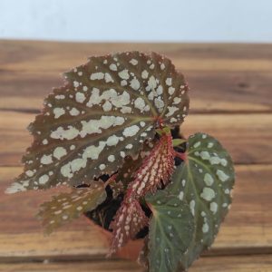 Begonia 'Special' V.8