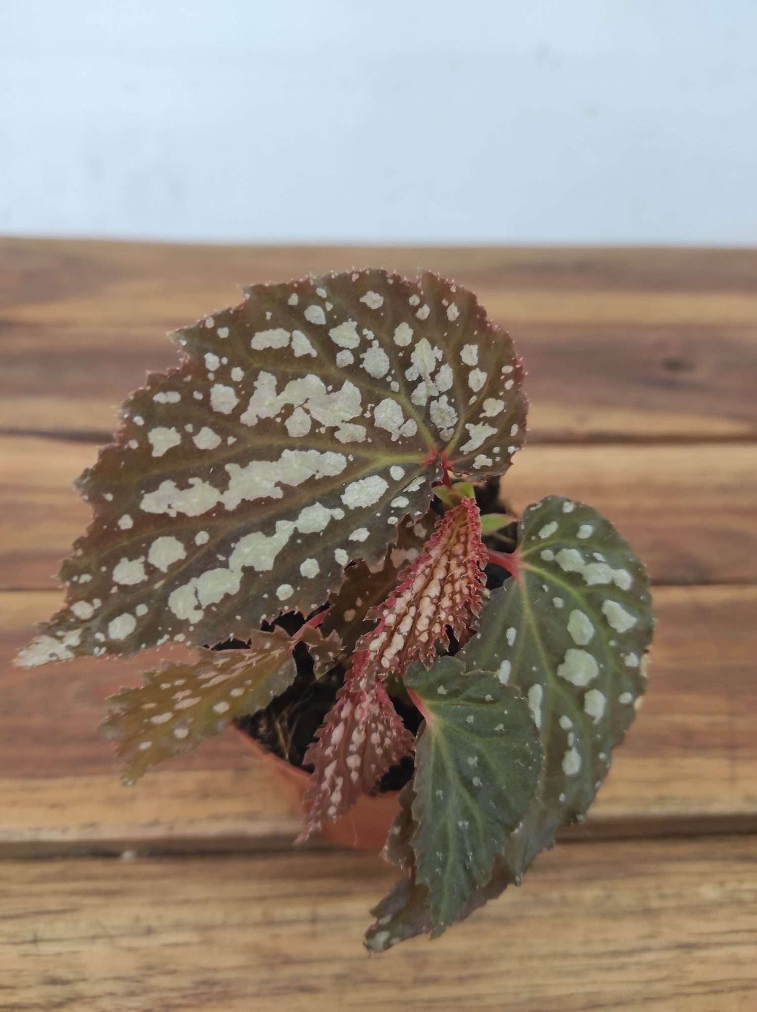 Begonia 'Special' V.8