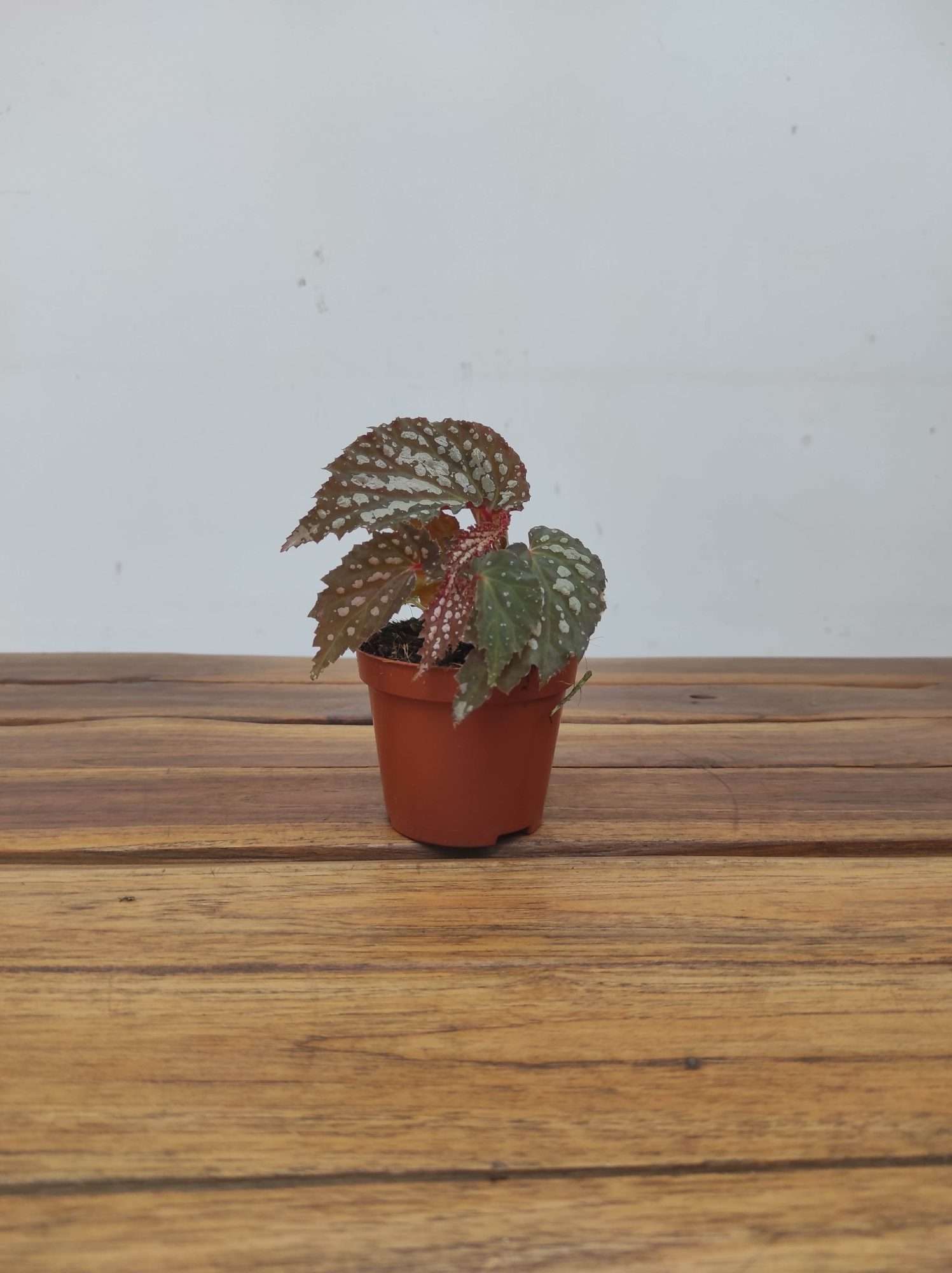 Begonia 'Special' V.8 - Image 2