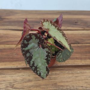 Begonia 'Special' V.8