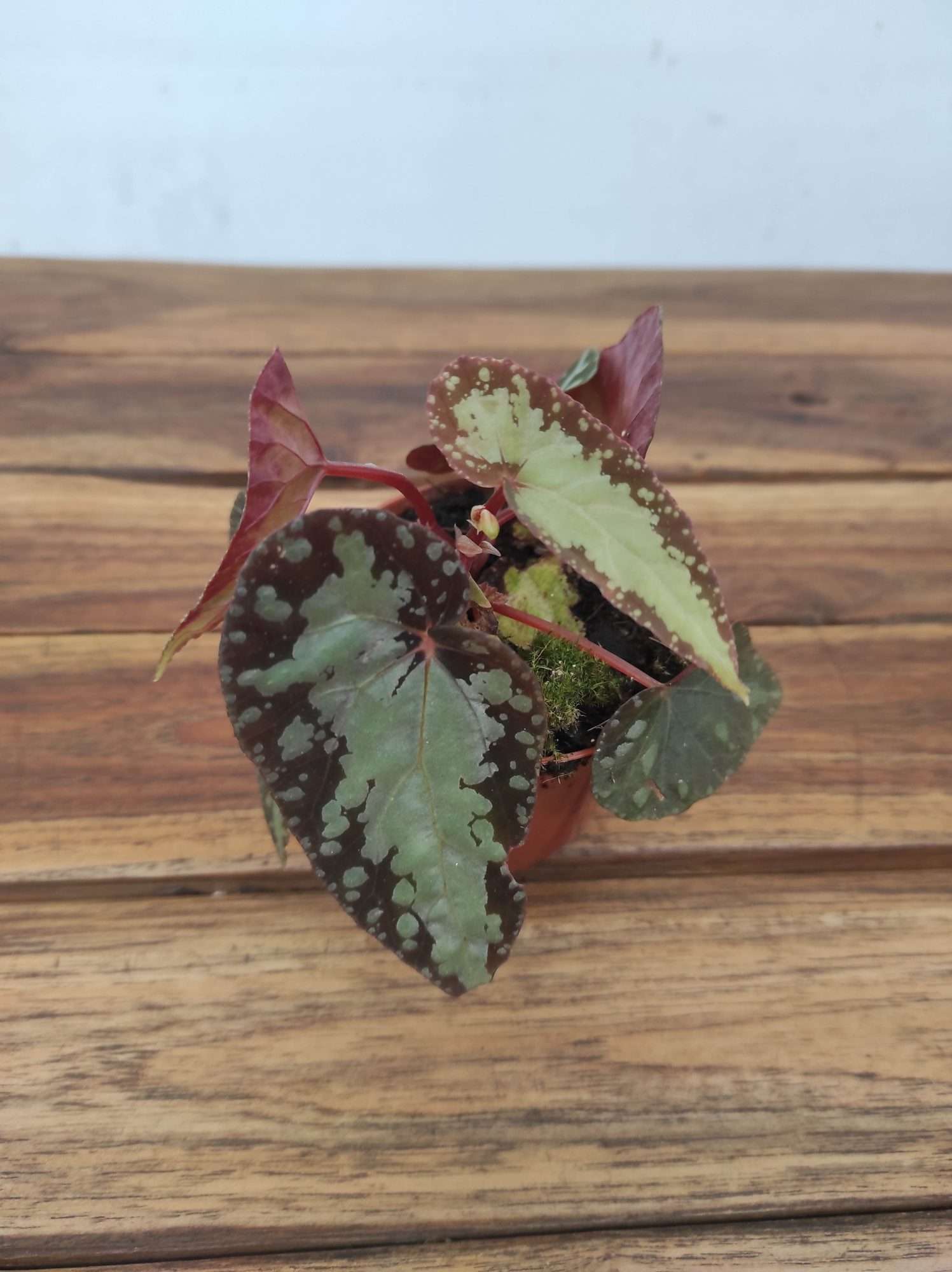 Begonia 'Special' V.8