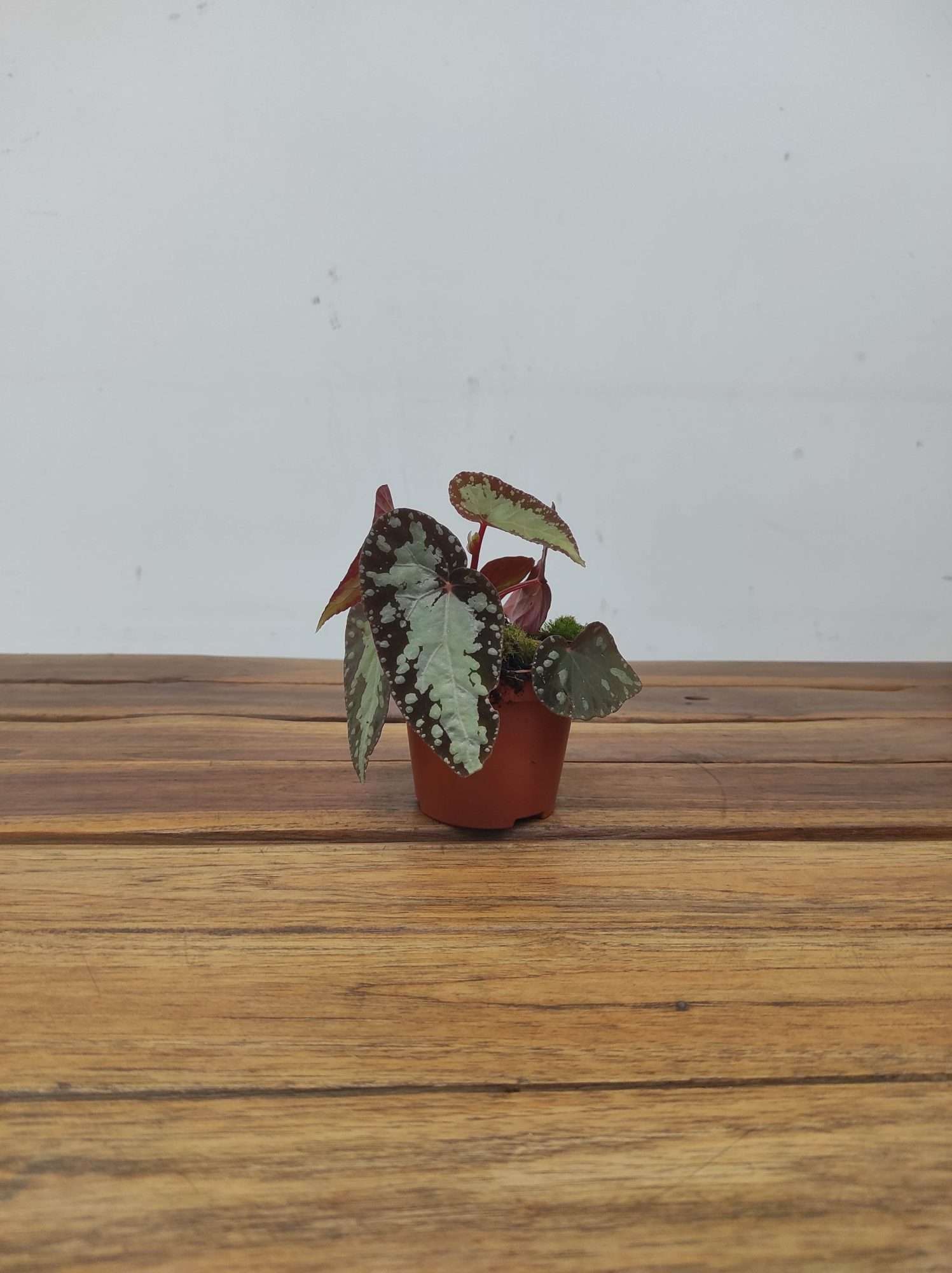 Begonia 'Special' V.8 - Image 2