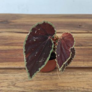 Begonia 'Special' V.8
