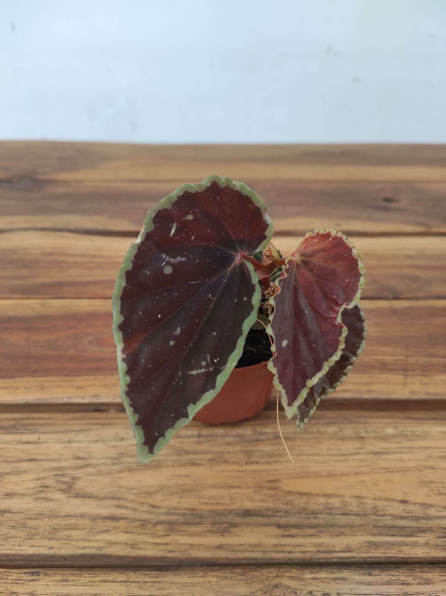 Begonia 'Special' V.8
