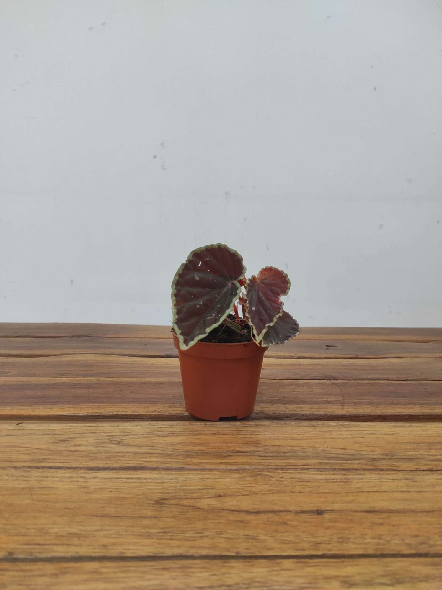 Begonia 'Special' V.8 - Image 2