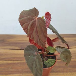 Begonia 'Special' V.8
