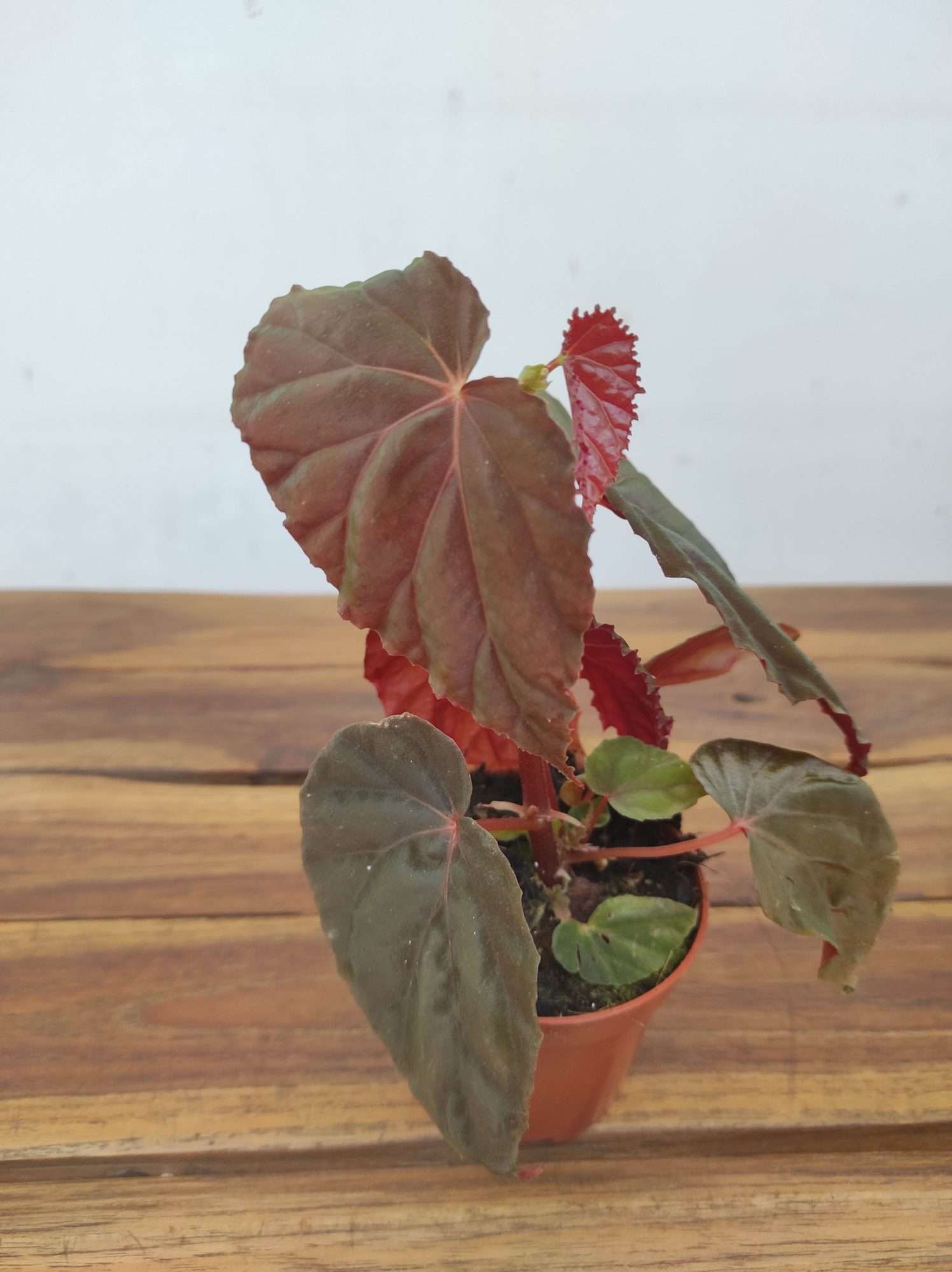 Begonia 'Special' V.8