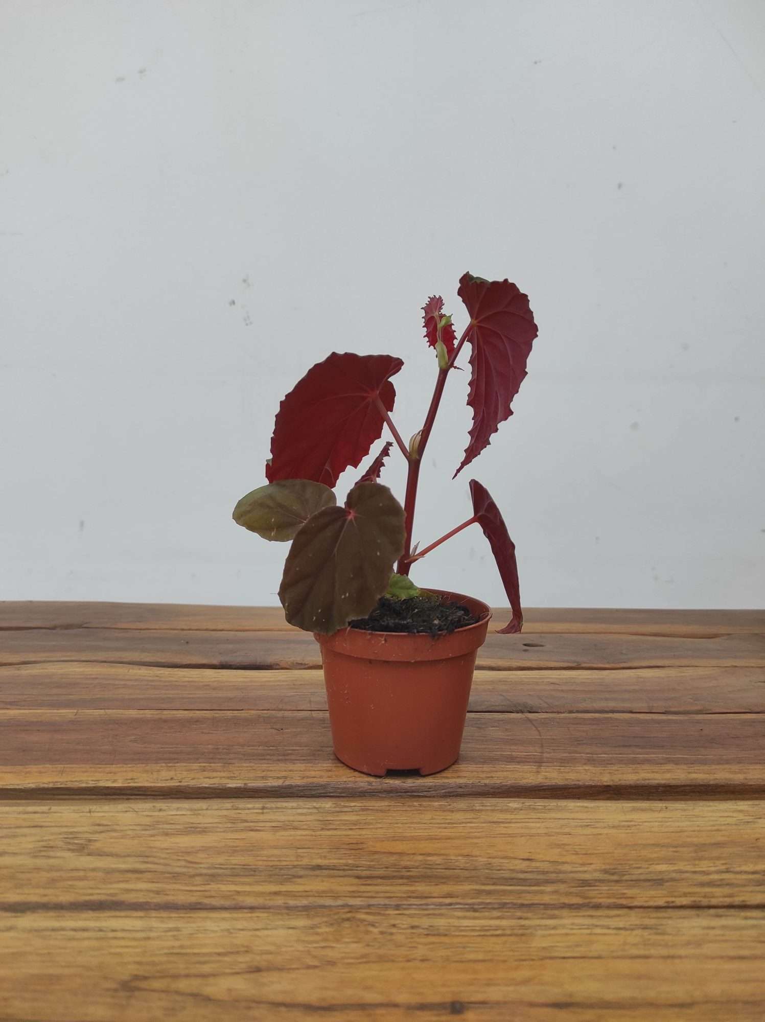 Begonia 'Special' V.8 - Image 2