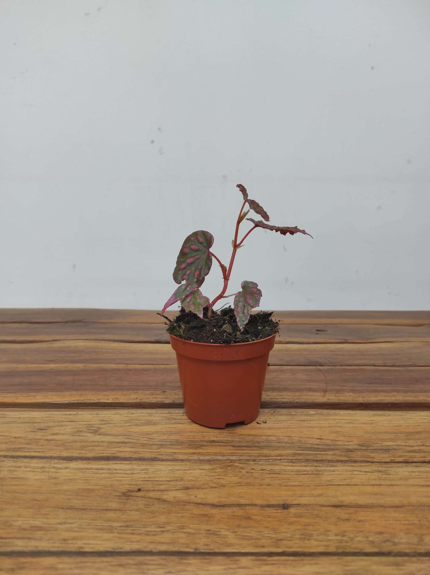 Begonia Sumatera 'Pink' V.8 - Image 2