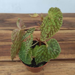 Begonia 'Special' V.8