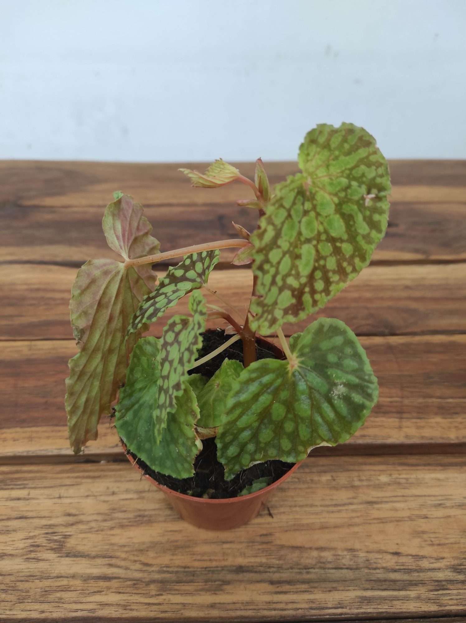 Begonia 'Special' V.8