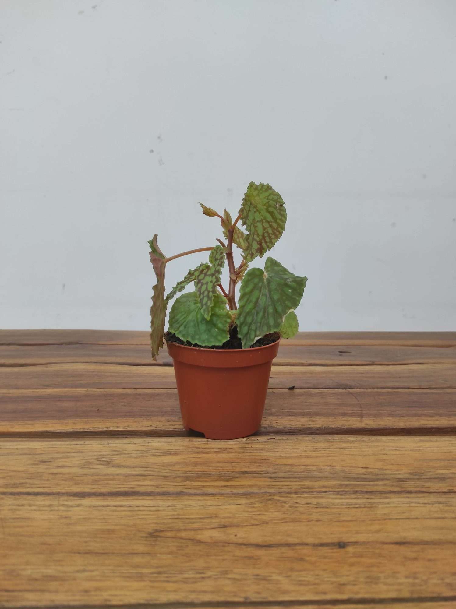 Begonia 'Special' V.8 - Image 2