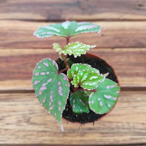 Begonia 'Special' V.8