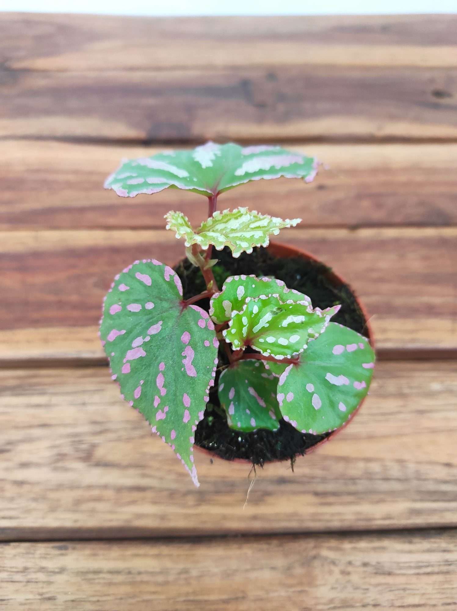 Begonia 'Special' V.8