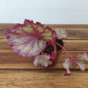 Begonia 'Special' V.8