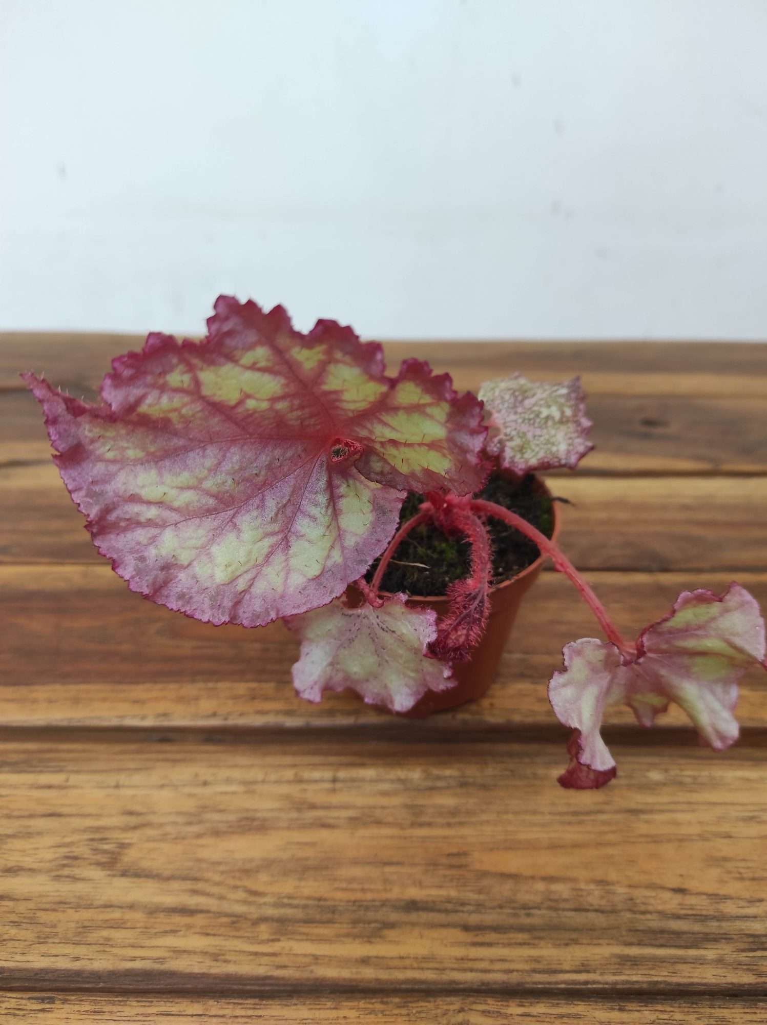 Begonia 'Special' V.8