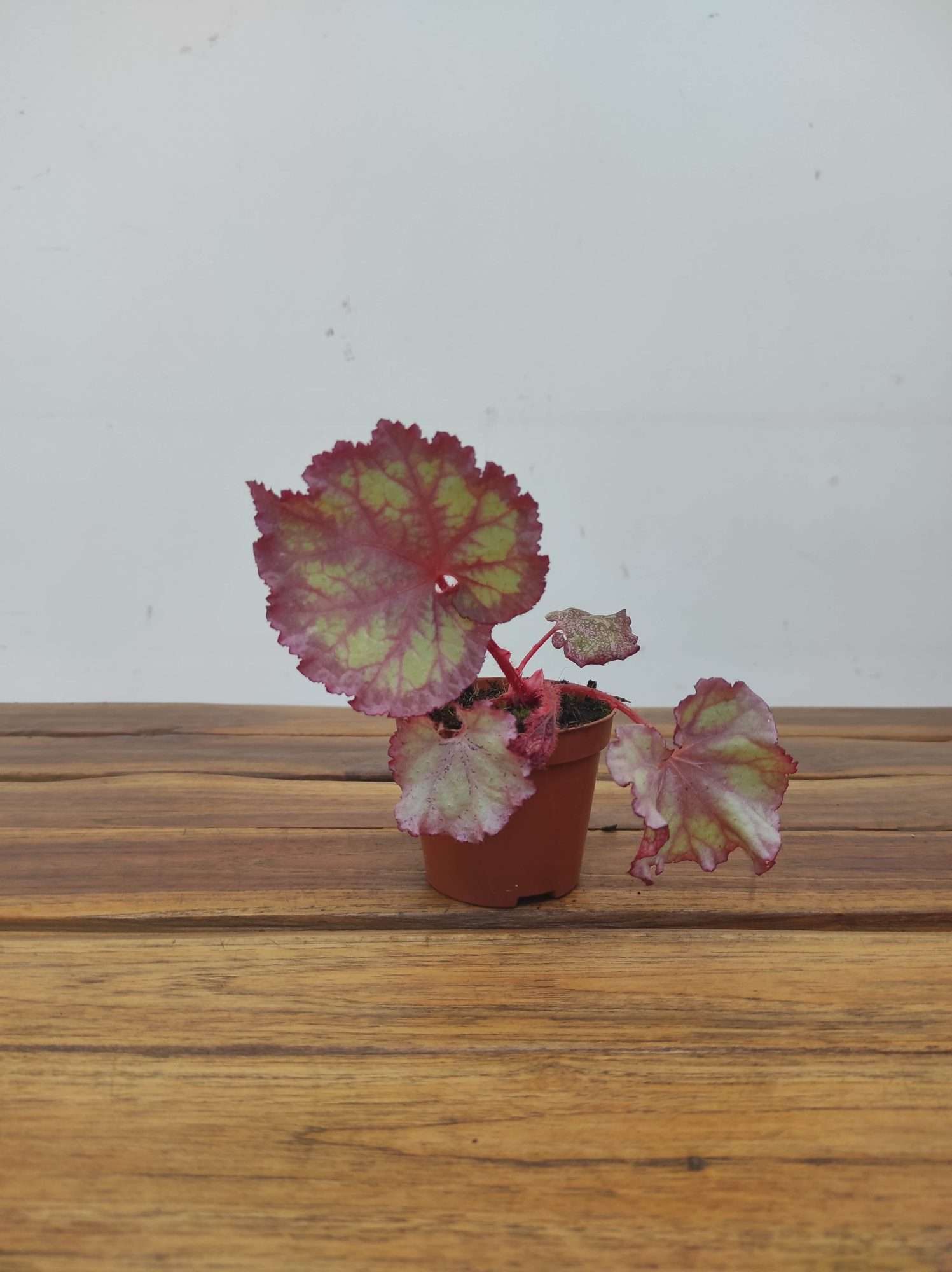Begonia 'Special' V.8 - Image 2