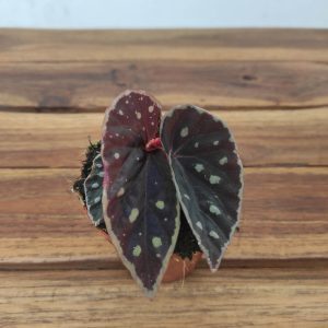 Begonia 'Special' V.8