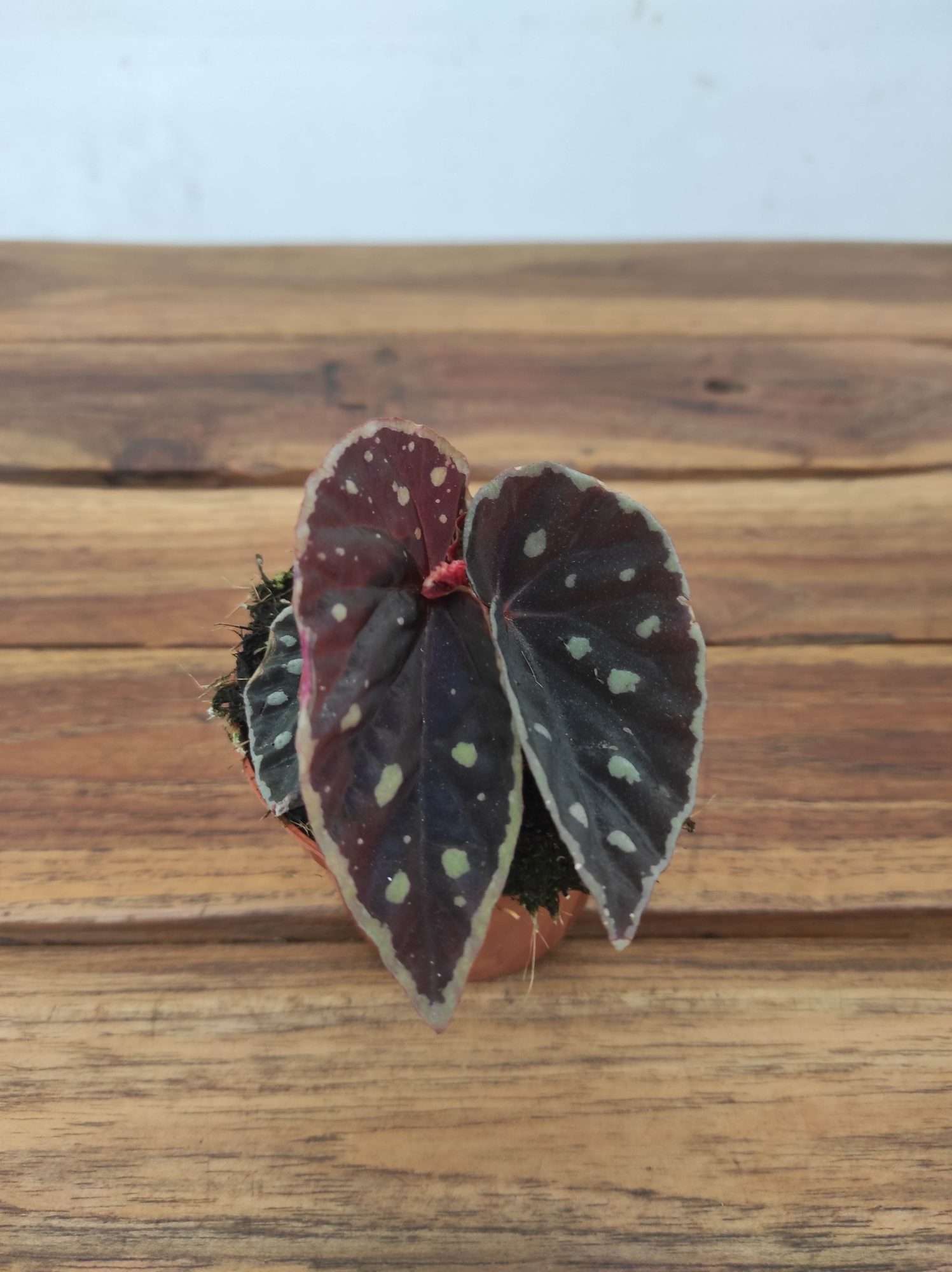 Begonia 'Special' V.8