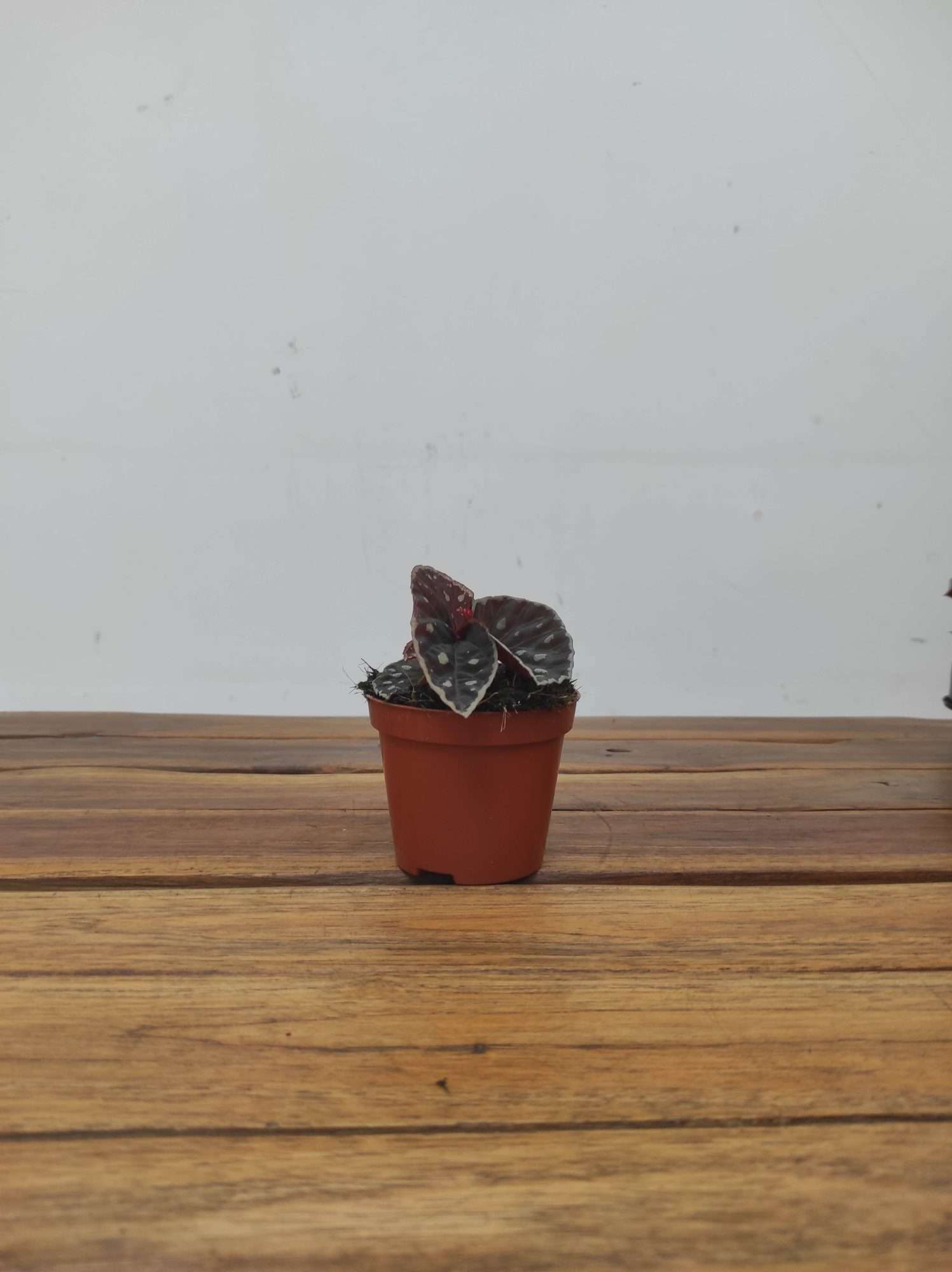 Begonia 'Special' V.8 - Image 2