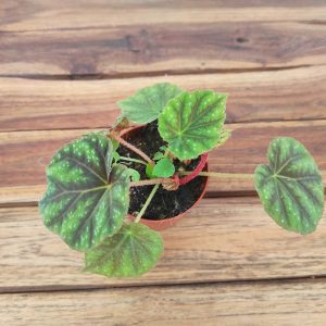 Begonia 'Special' V.8