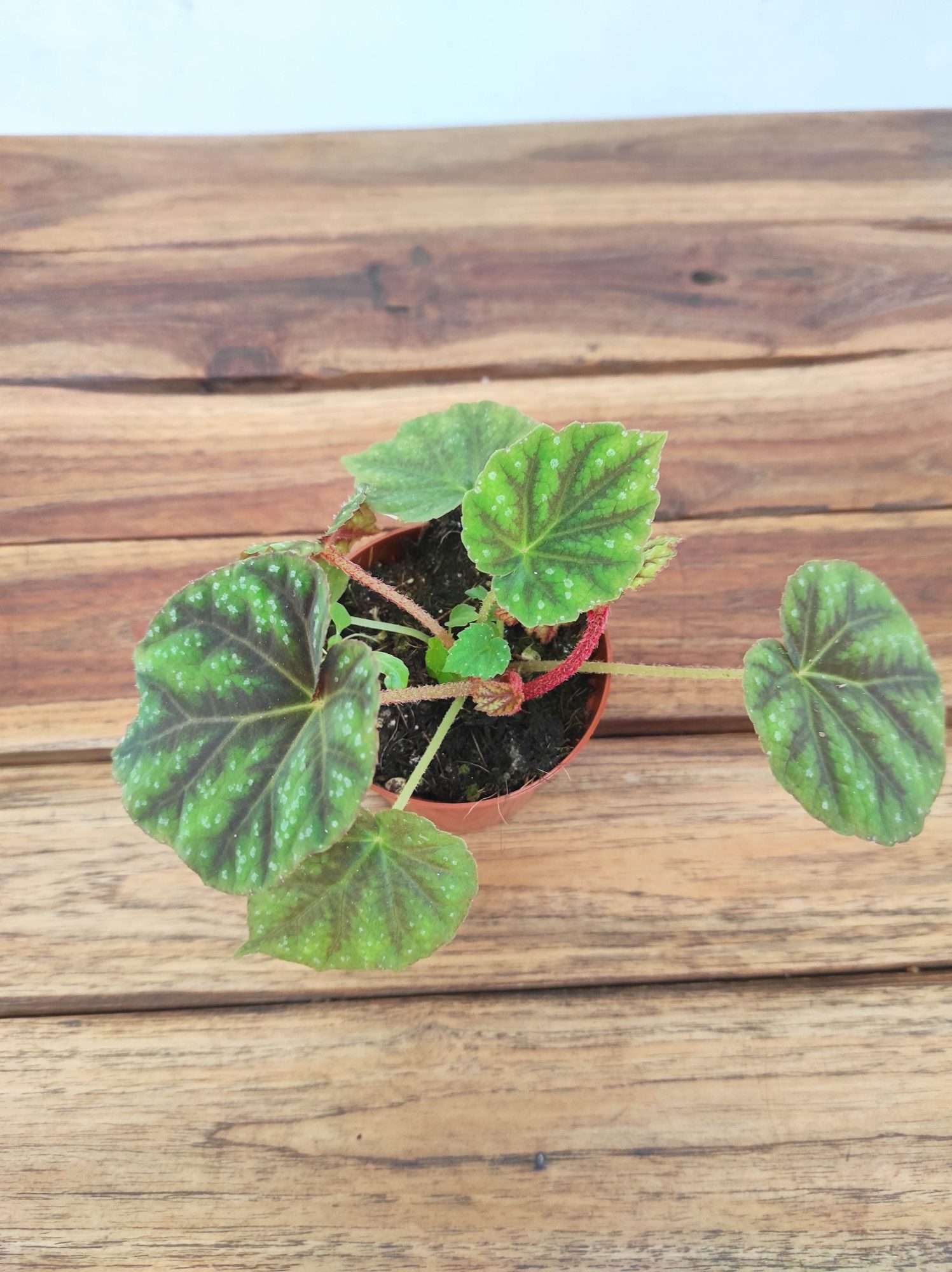 Begonia 'Special' V.8