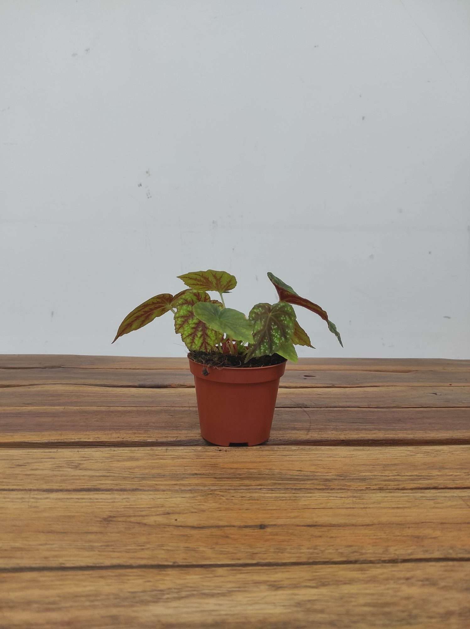 Begonia 'Special' V.8 - Image 2