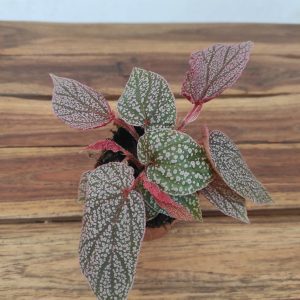 Begonia 'Special' V.8