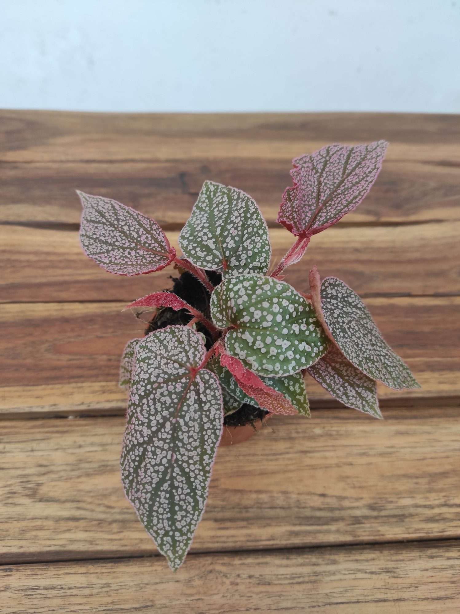Begonia 'Special' V.8