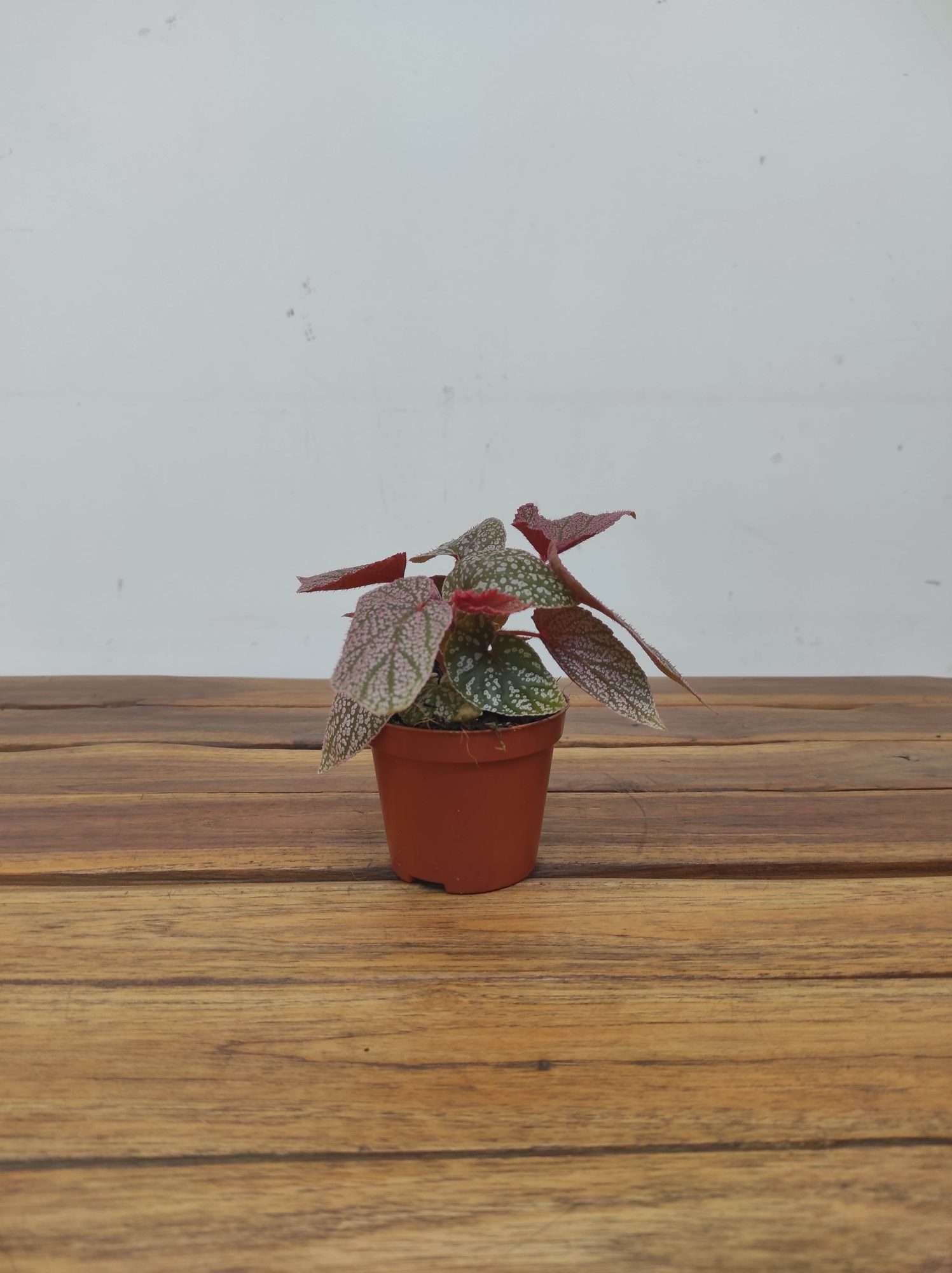Begonia 'Special' V.8 - Image 2