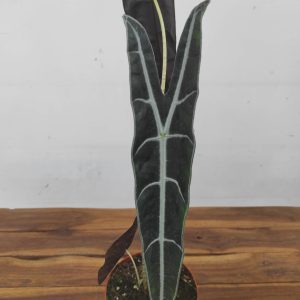 Alocasia 'Logliba Purple'