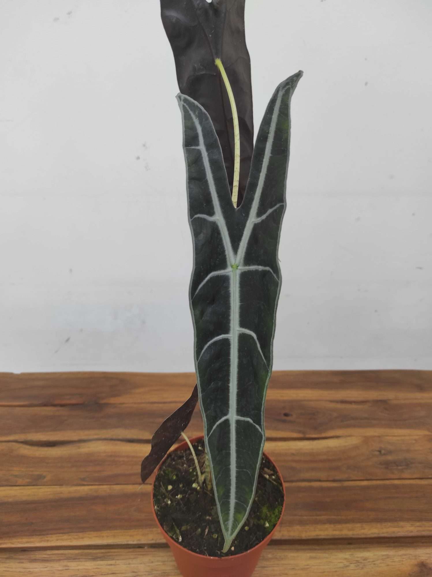 Alocasia 'Logliba Purple'