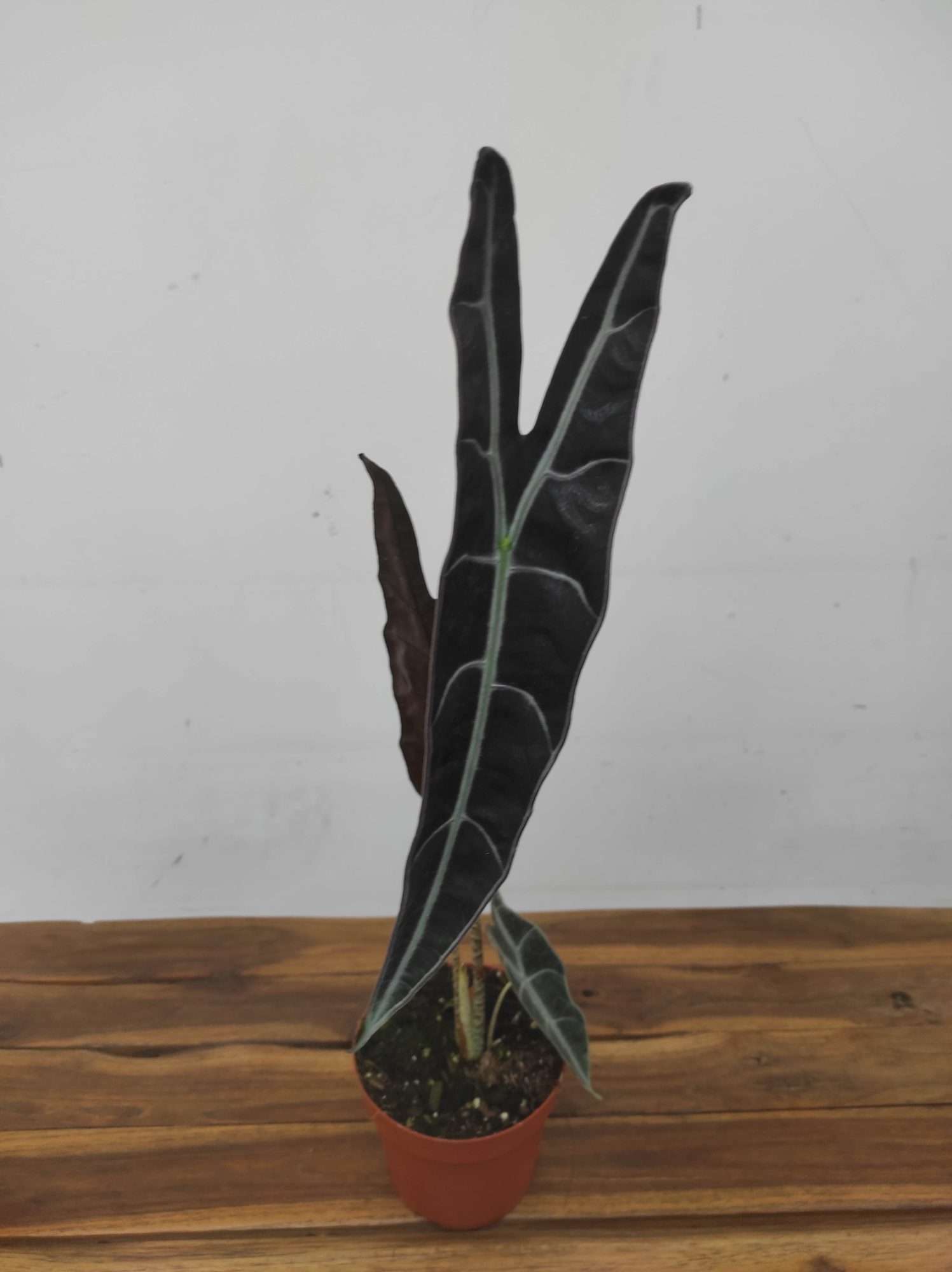 Alocasia 'Logliba Purple' - Image 2