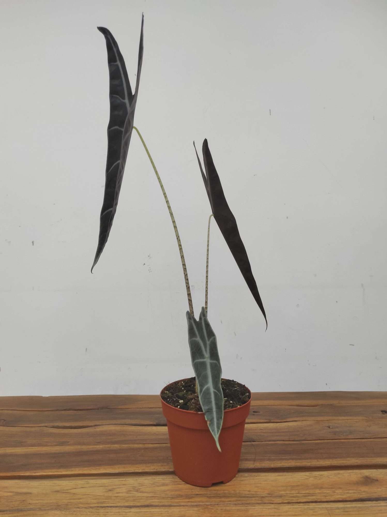 Alocasia 'Logliba Purple' - Image 3