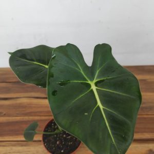 Alocasia Micholtziana 'Round Leaf'