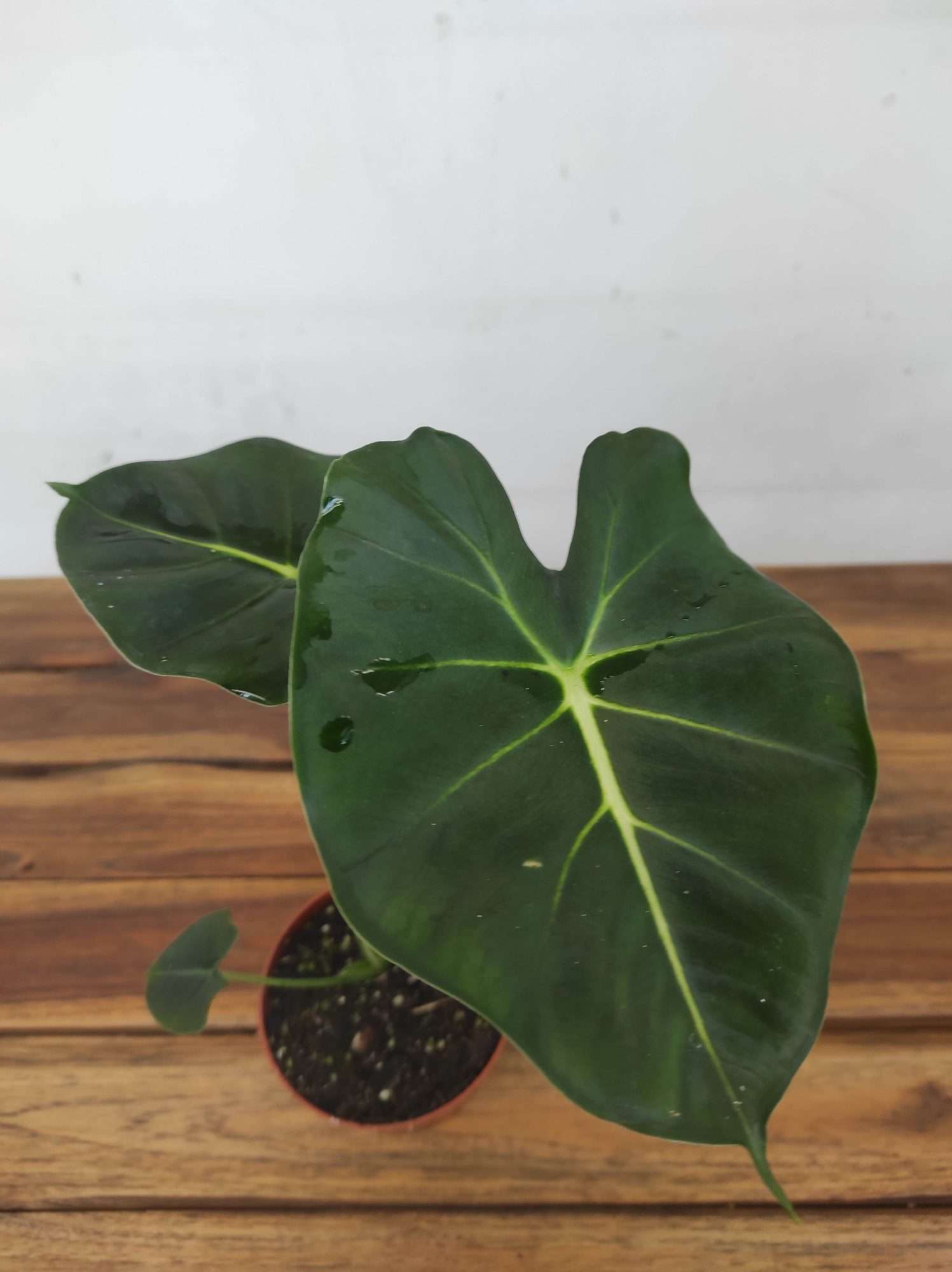Alocasia Micholtziana 'Round Leaf'