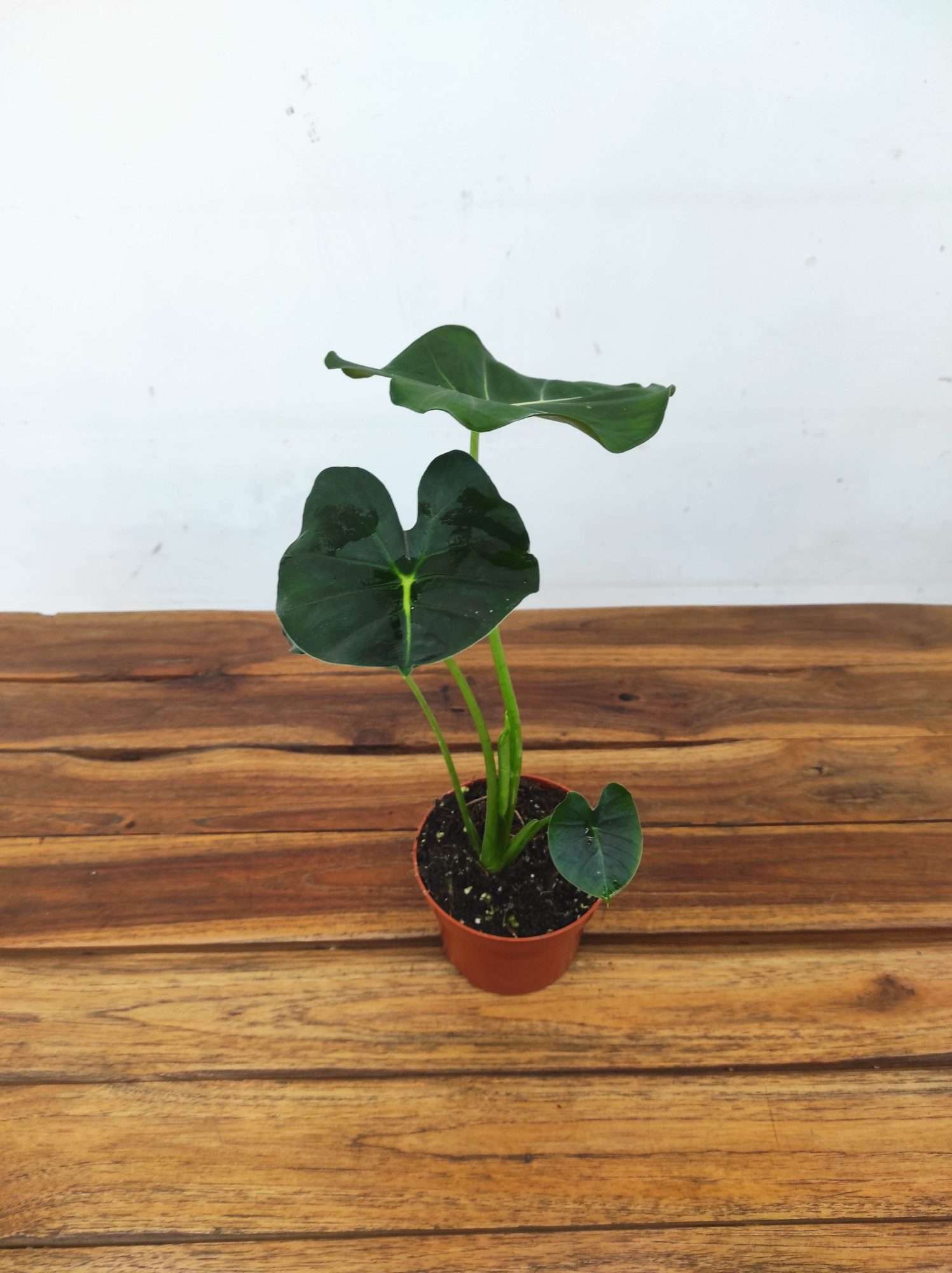 Alocasia Micholtziana 'Round Leaf' - Image 2