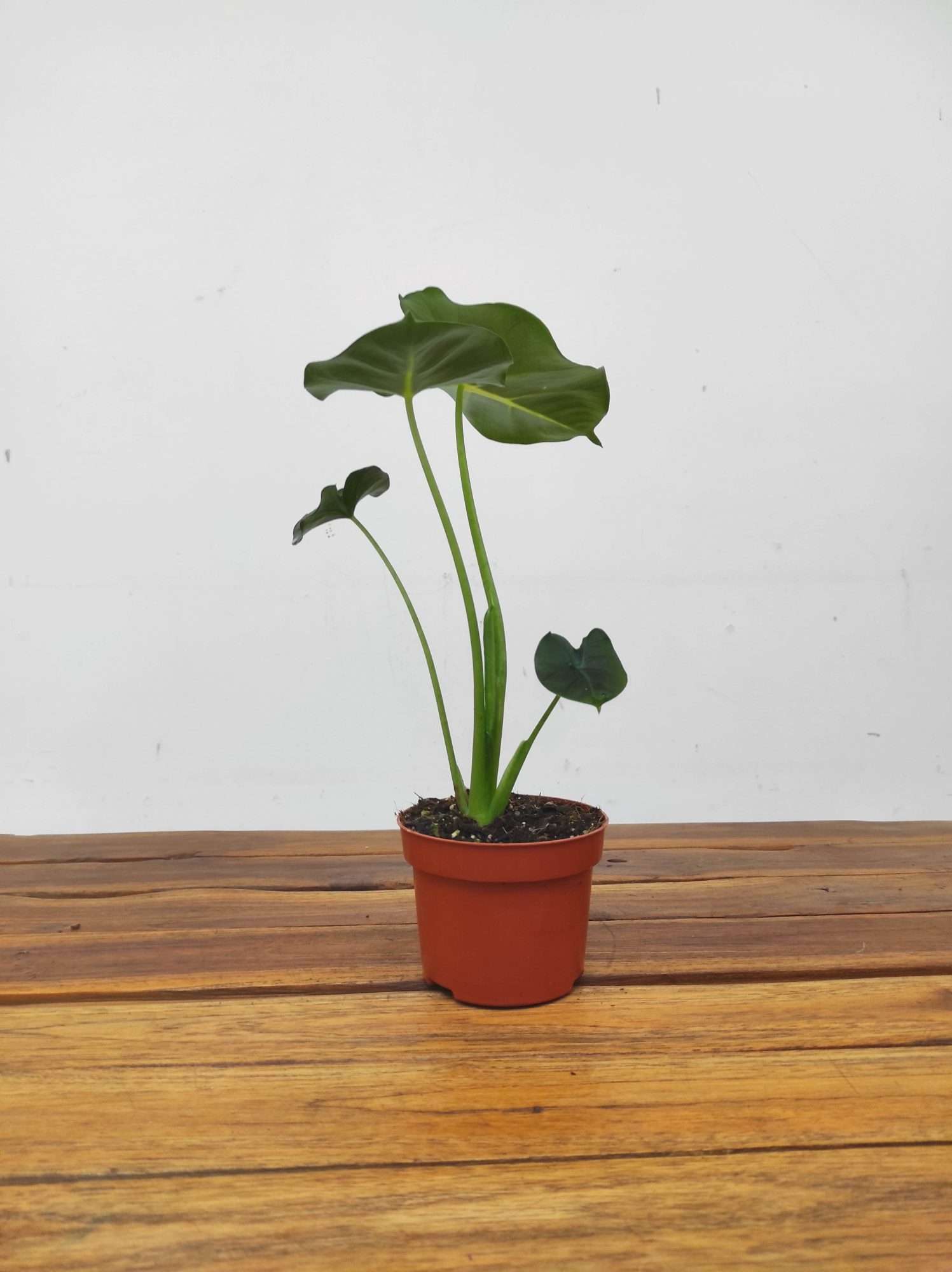 Alocasia Micholtziana 'Round Leaf' - Image 3
