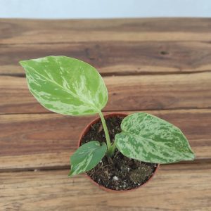 Monstera 'Green Balbasaur'