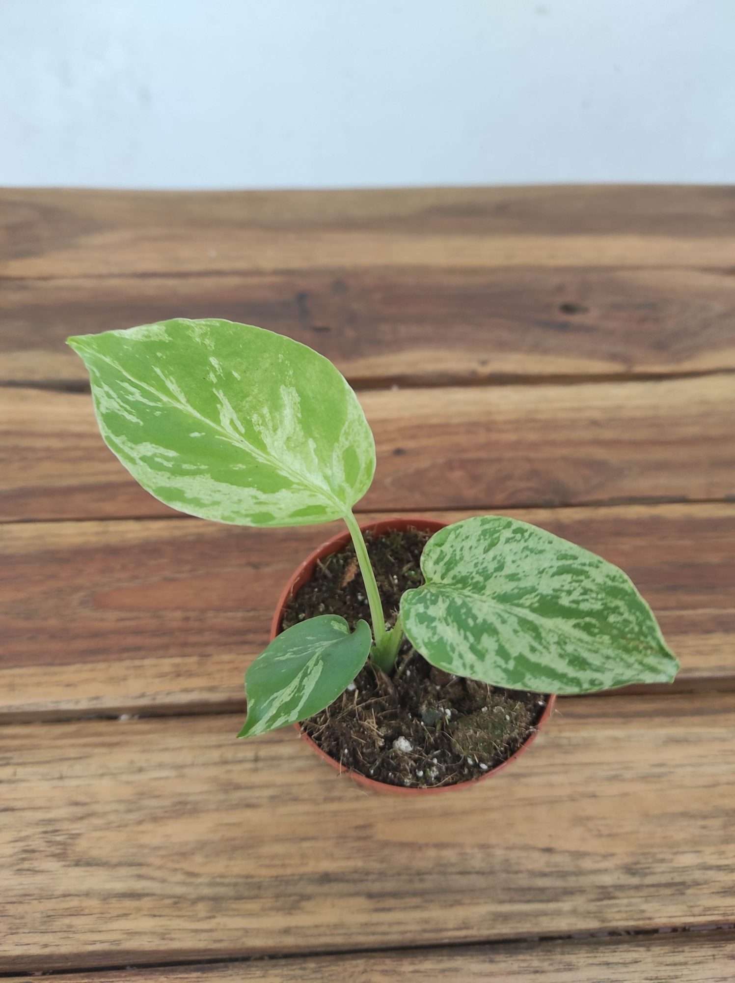 Monstera 'Green Balbasaur'
