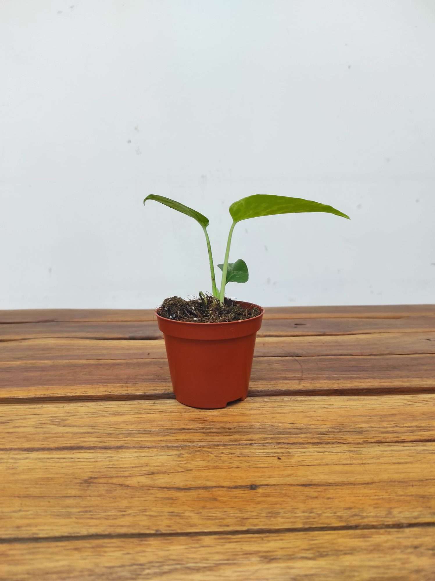 Monstera 'Green Balbasaur' - Image 2