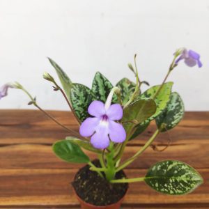 Michaelmoelleria Vietnamensis