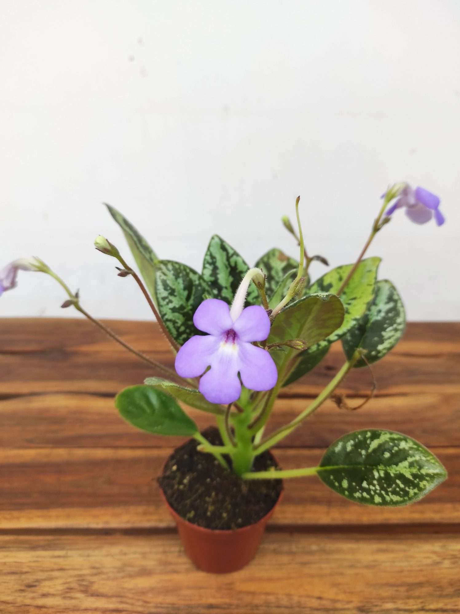 Michaelmoelleria Vietnamensis