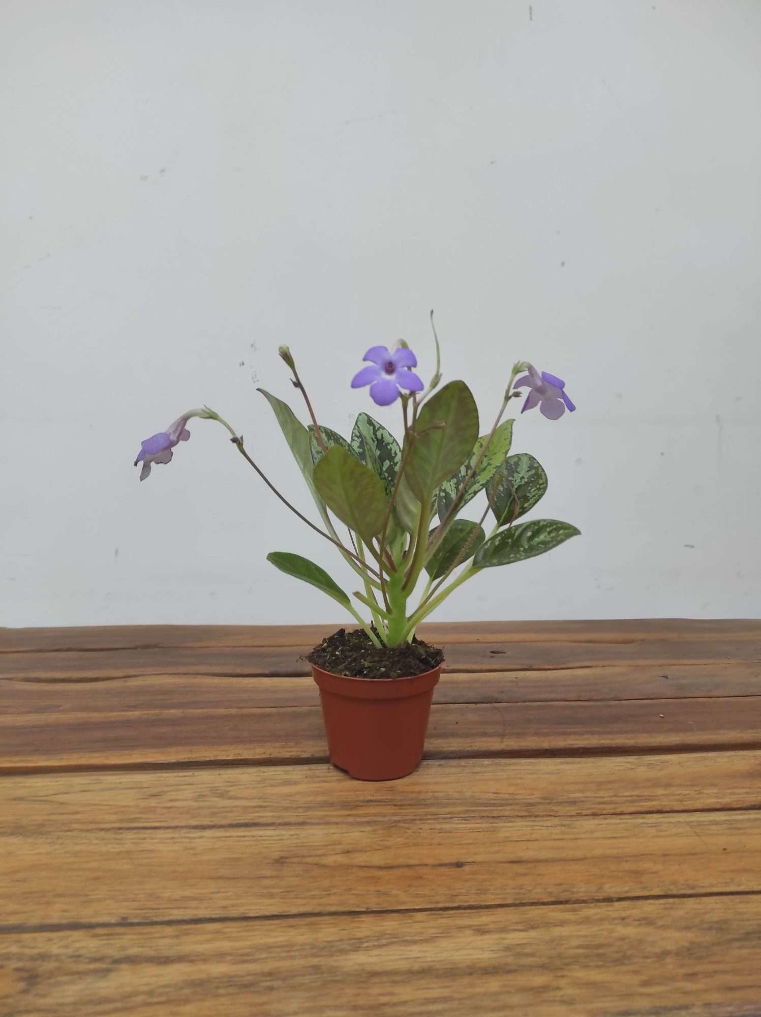 Michaelmoelleria Vietnamensis - Image 2