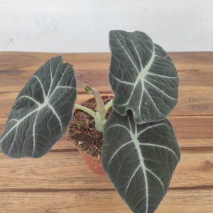 Alocasia Black Velvet